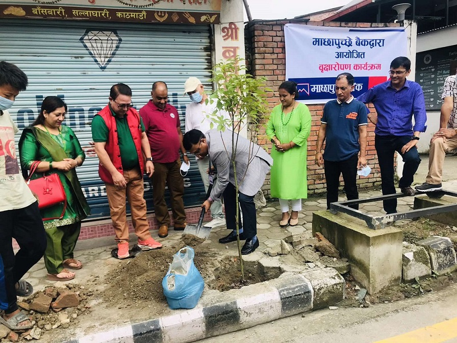 माछापुच्छ्रे बैंकद्वारा काठमाडौंमा वृक्षरोपण, हरियाली पेटीकाे परिकल्पना