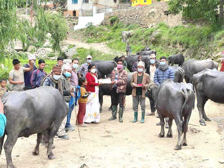 कोसी गाउँपालिकाद्वारा किसानलाई भैंसी वितरण