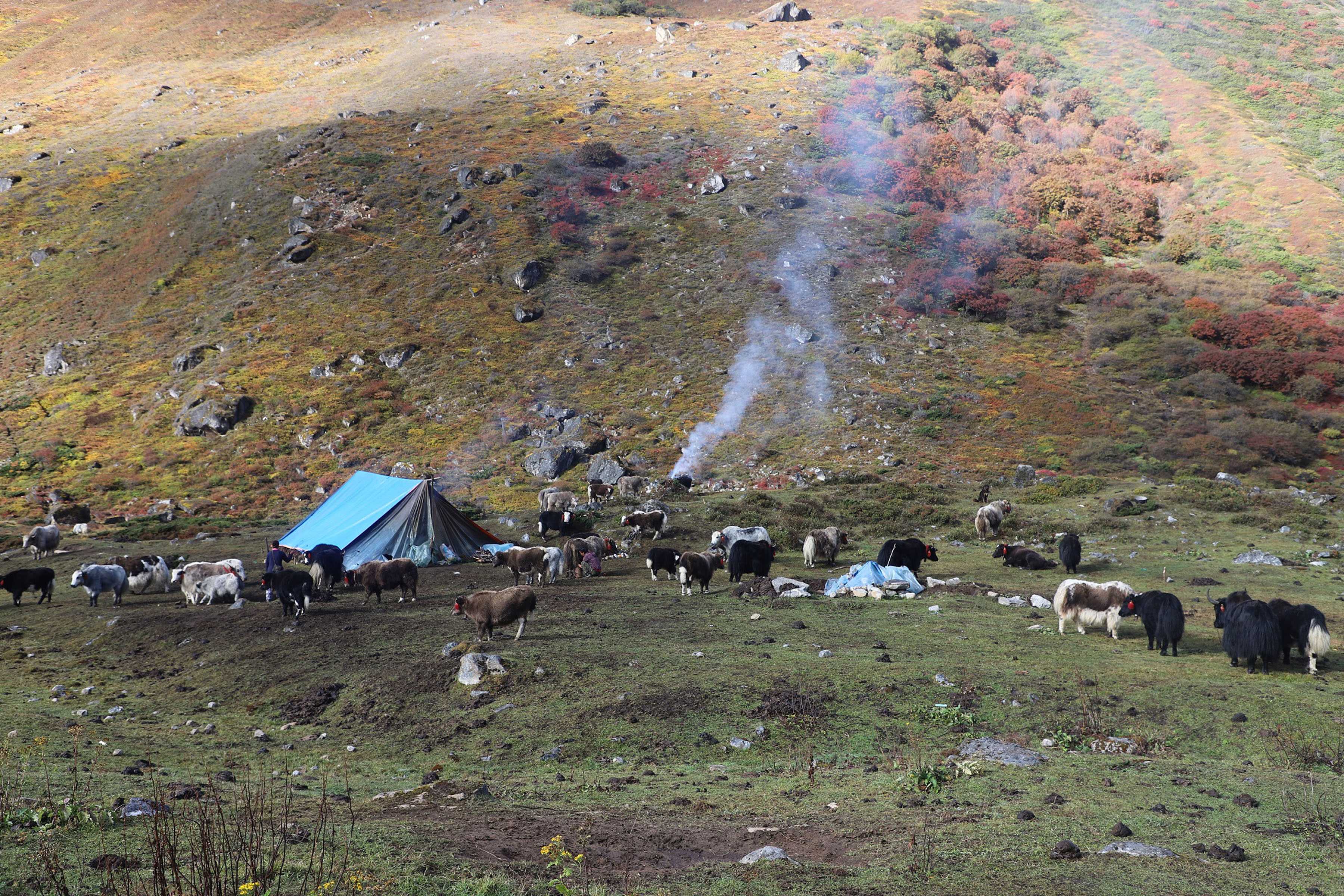 कञ्चनजंघा संरक्षण क्षेत्रमा चौँरी र याकको बिमा