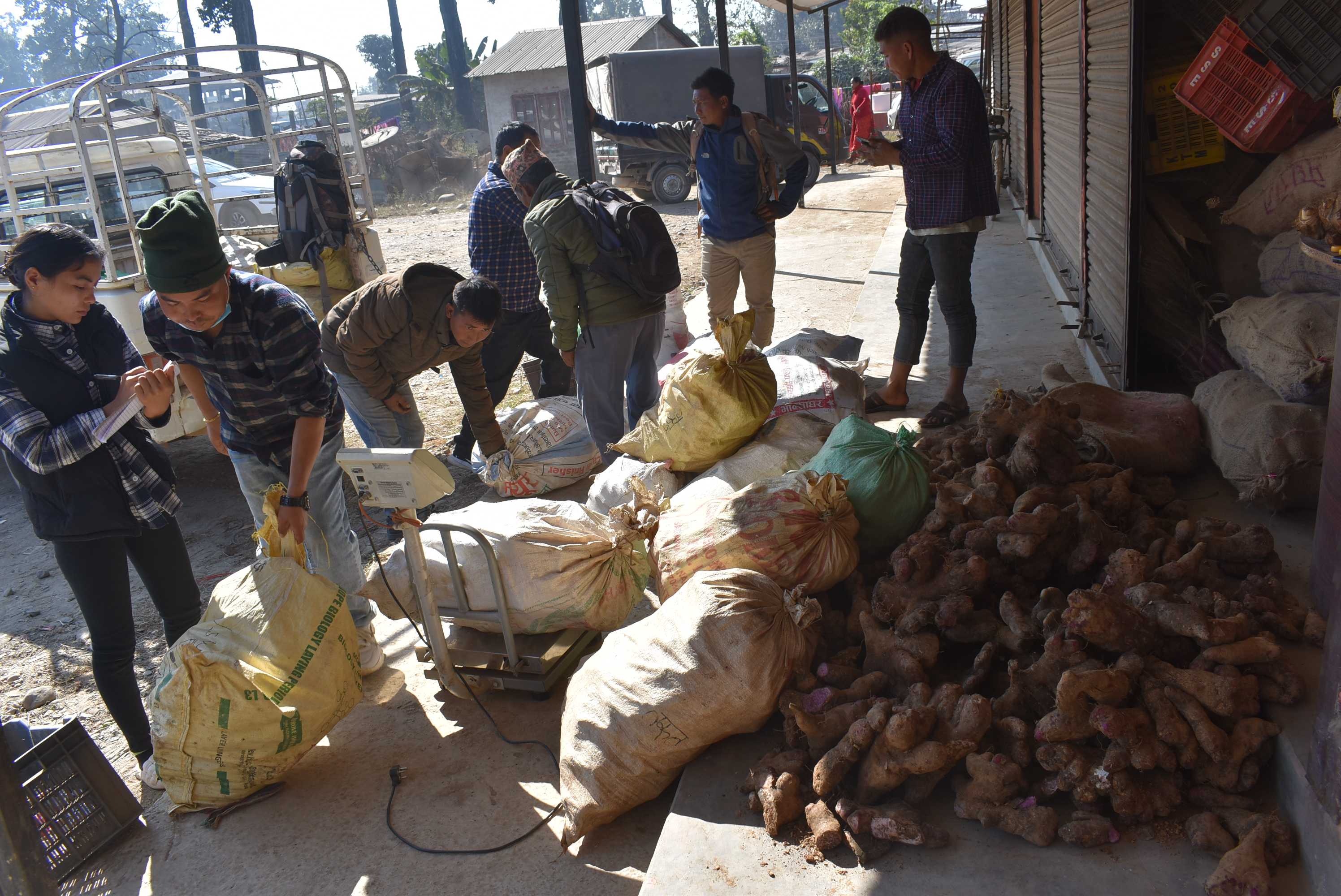 माघेसङ्क्रान्ति नजिकिँदै गर्दा किसानलाई तरुल खन्न र बिक्री गर्न भ्याइनभ्याइ