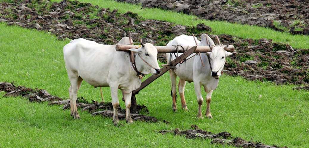 हलगोरू पाल्ने किसानलाई दश हजार अनुदान