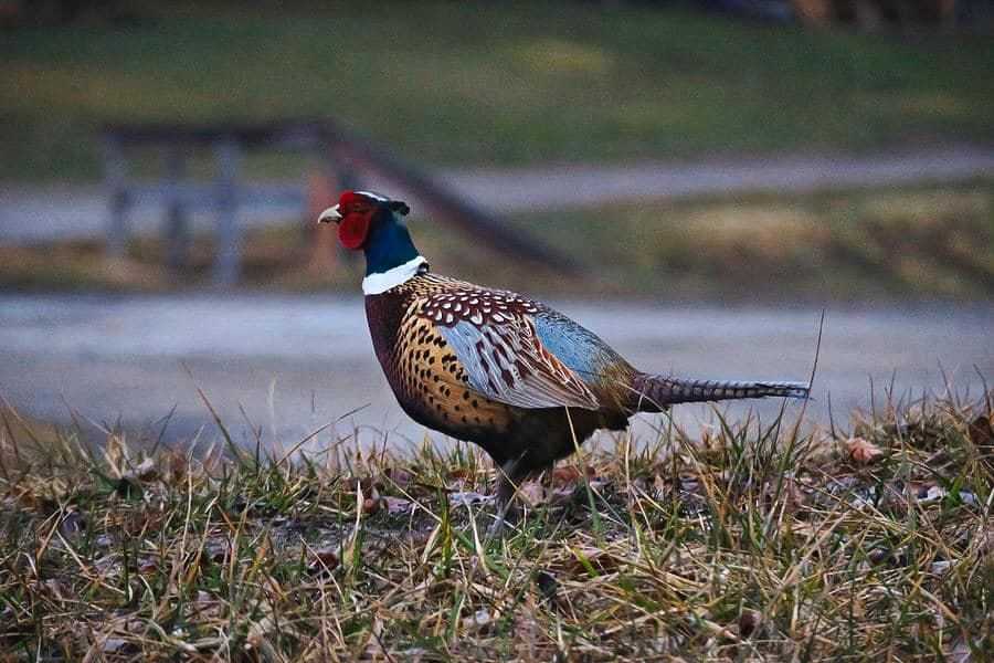 तीन करोडको लगानीमा कालिज फार्म