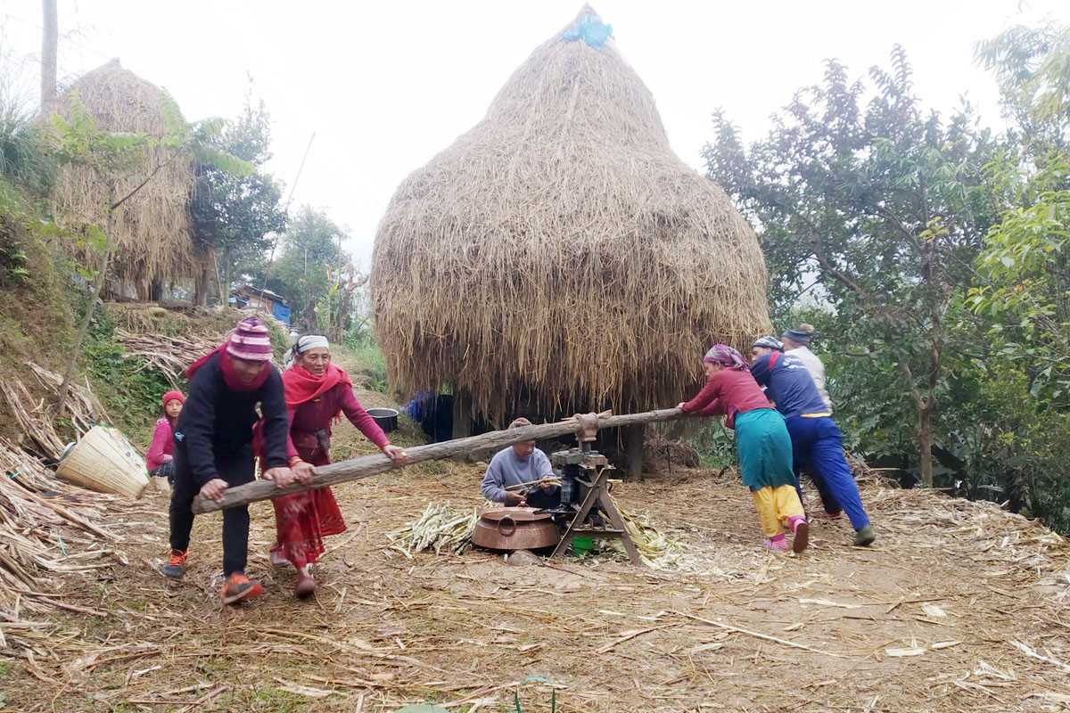 अझै लोकप्रिय छन् उखु पेल्ने कोल