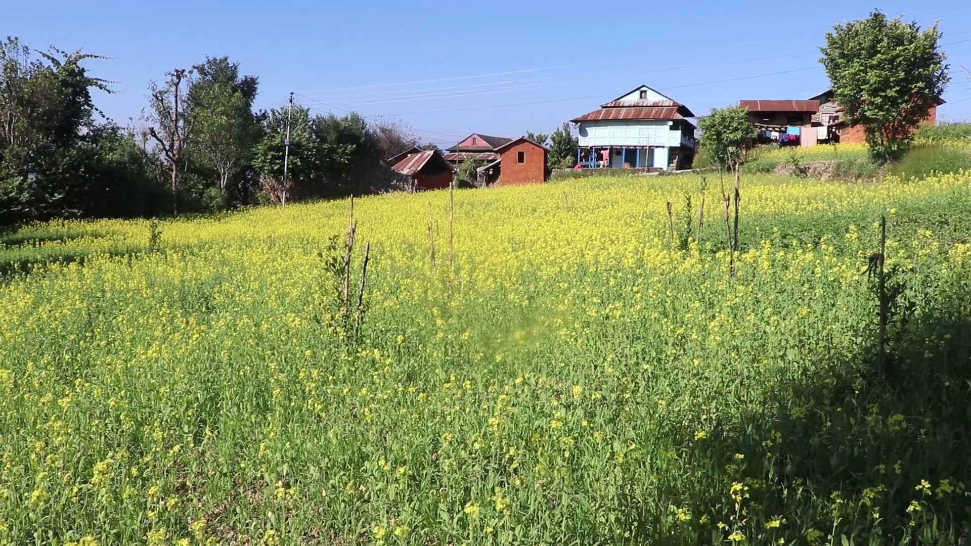 सिँचाइको सुविधा नहुँदा तोरी खेतीमा किसानको बढेन आकर्षण