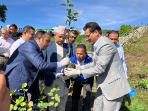 विद्युत प्राधिकरणका कार्यालयद्वारा वृक्षारोपण