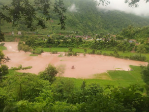 नुवाकोटमा बाढी, सयौं रोपनी धान खेत बगरमा परिणत