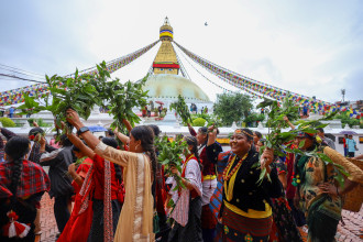 काठमाडौंमा गाईजात्राको रोपाइँजात्रा (तस्बिरहरू)