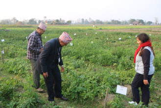 आलुखेतीलाई व्यावसायिक बनाउन अनुसन्धान गरिँदै