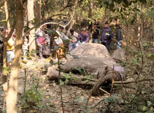 विरामी भएका ‘एमगज’ हात्तीको जंगलमै उपचार सुरु