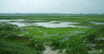 जमिनमुनिको पानी संरक्षण गर्न कृत्रिम सिमसार बनाउँदै गैँडाकोट