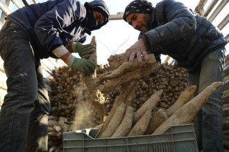 माघे संक्रान्तिमा तरुल व्यापार : किसानदेखि व्यापारीलाई भ्याइनभ्याइ