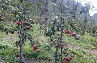 कर्णालीबाट चार अर्ब बढीको कृषि तथा पशुजन्य उपज निर्यात