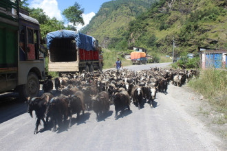 मुस्ताङबाट बेचिए तिहारका लागि चार हजार भेडाच्यांग्रा