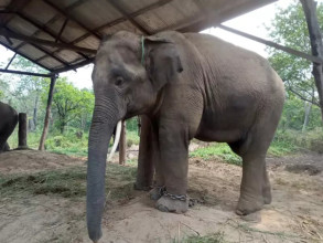 सौराहामा अज्ञात समूहद्वारा हात्तीको सुँड काटियो