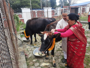 यमपञ्चकः गाईगोरु र गोवर्द्धनको पूजा गरिँदै