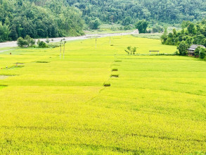 गुल्मीमा धान उत्पादन बढ्यो, धान खेती जमिन घट्यो