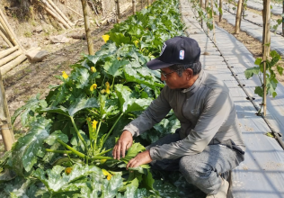 तनहुँमा हिराबहादुरको सागसब्जी खेती, वार्षिक सात लाख आम्दानी