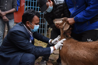 खसी–बोकाको स्वास्थ्यपरीक्षणका लागि पशु चिकित्सकसहितको टोली परिचालन