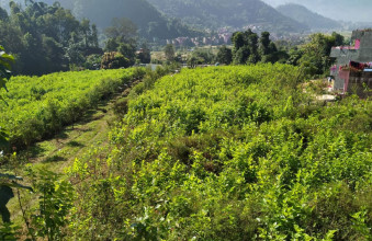 रेशम हराएपछि किम्बु बन्यो पशु आहारा, तीन लाख बिरुवा उत्पादन हुँदै