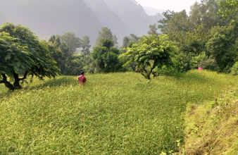 कोदोखेतीतर्फ कृषक आकर्षित, अनुदान लागि ३५ लाख विनियोजन