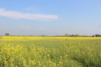 नवलपुरका खेतबारी तोरी खेतीले भरिए