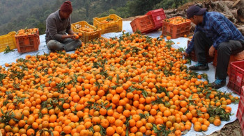 बगैँचामा पुगेर सुन्तला किन्छन् व्यापारी, डोकोमा बोकेर बेच्नु पर्ने बाध्यता हट्यो