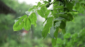 आज यी प्रदेशमा भारी वर्षाको सम्भावना