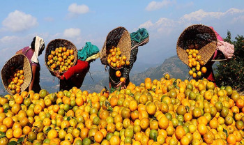 तनहुँका किसानले एक वर्षमै बेचे ४२ करोड ५० लाखको सुन्तला