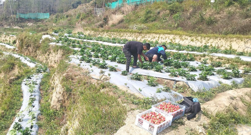 स्ट्रबेरीको माग देखेर उत्साहित छन् कमल