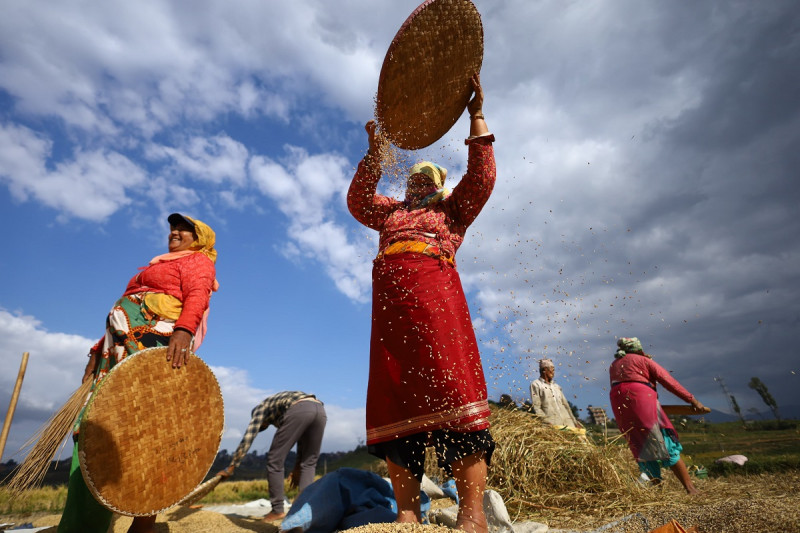 खोकनाका किसान धान भित्र्याउने चटारोमा (तस्बिरसहित)