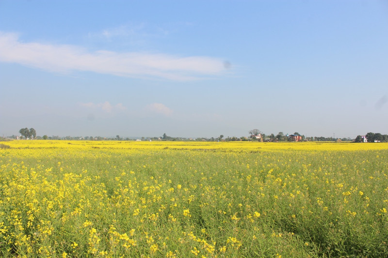 नवलपुरका खेतबारी तोरी खेतीले भरिए