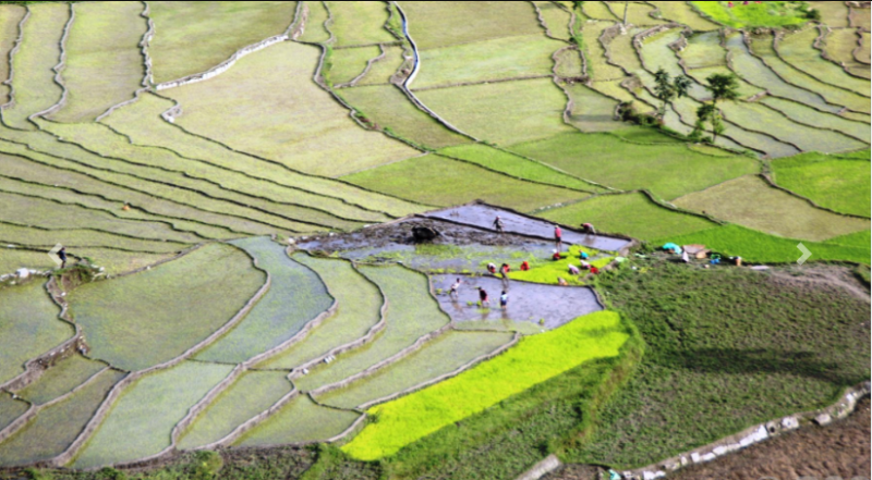 पोखरामा ६० प्रतिशत रोपाइँ