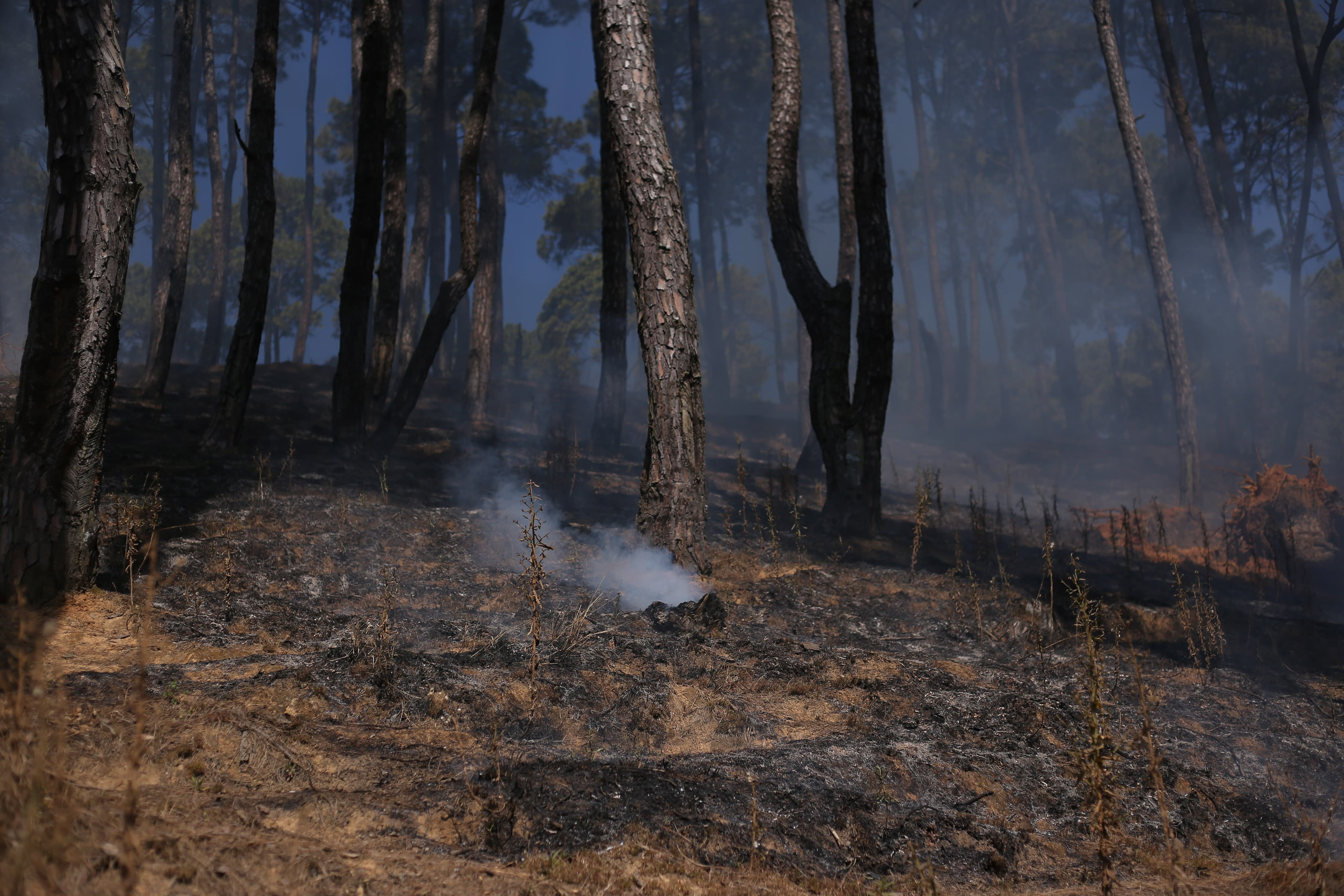 Forest-fire-in-Godhabari.-866-1737714304.jpg