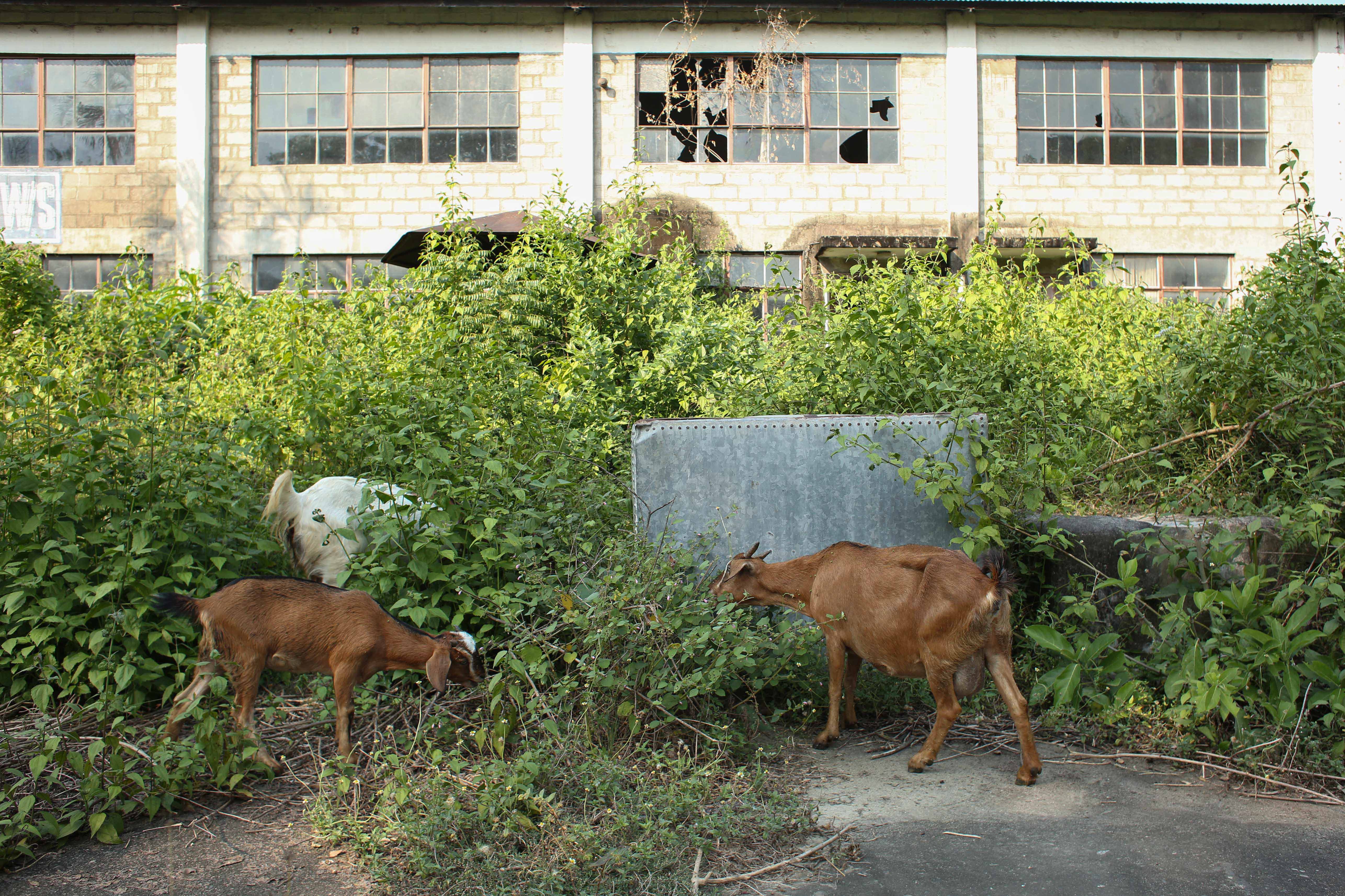 Gorakhkali-Rubber-Industry-153-1729313915.jpg