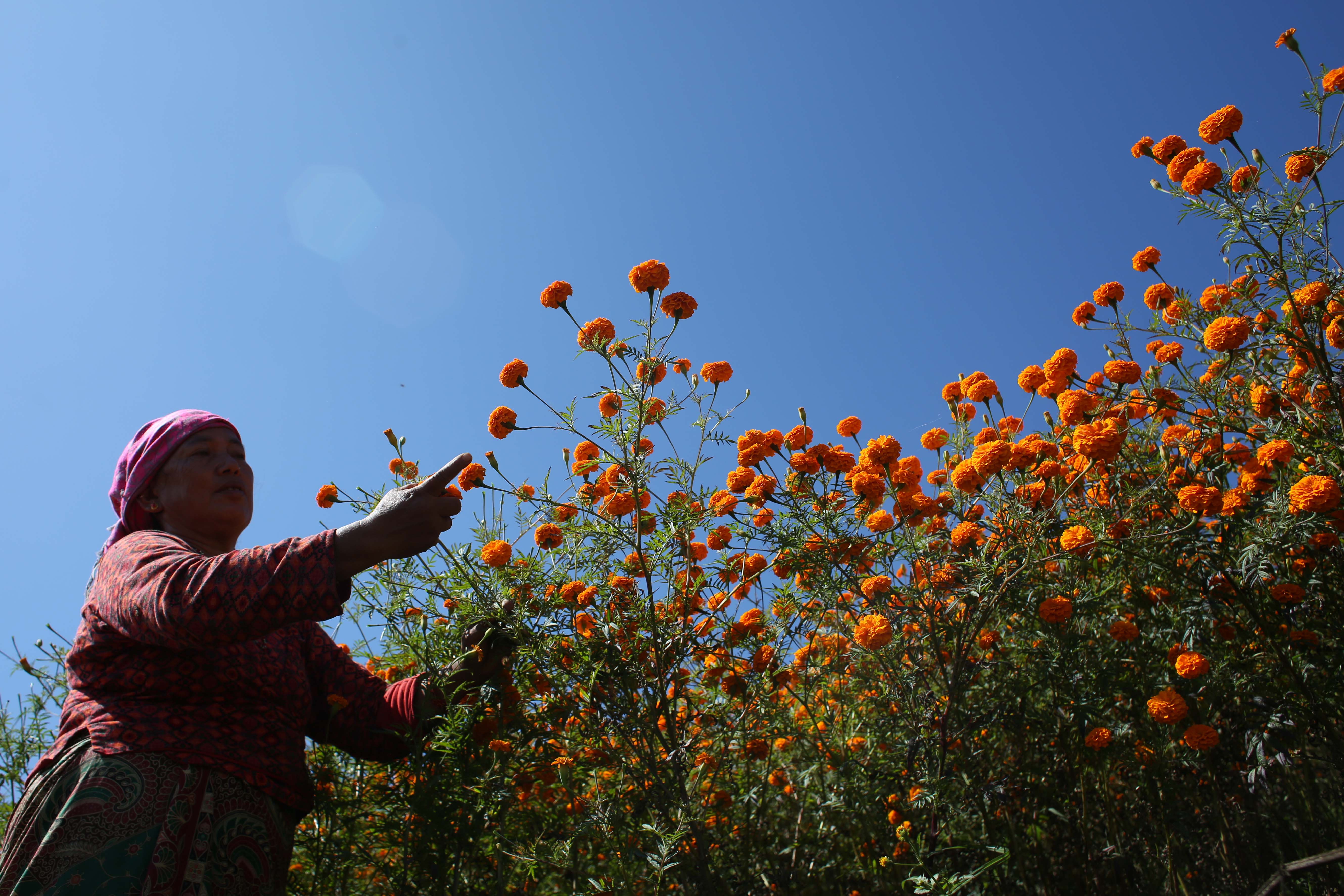 Marigold-Flower-491-1730264589.jpg