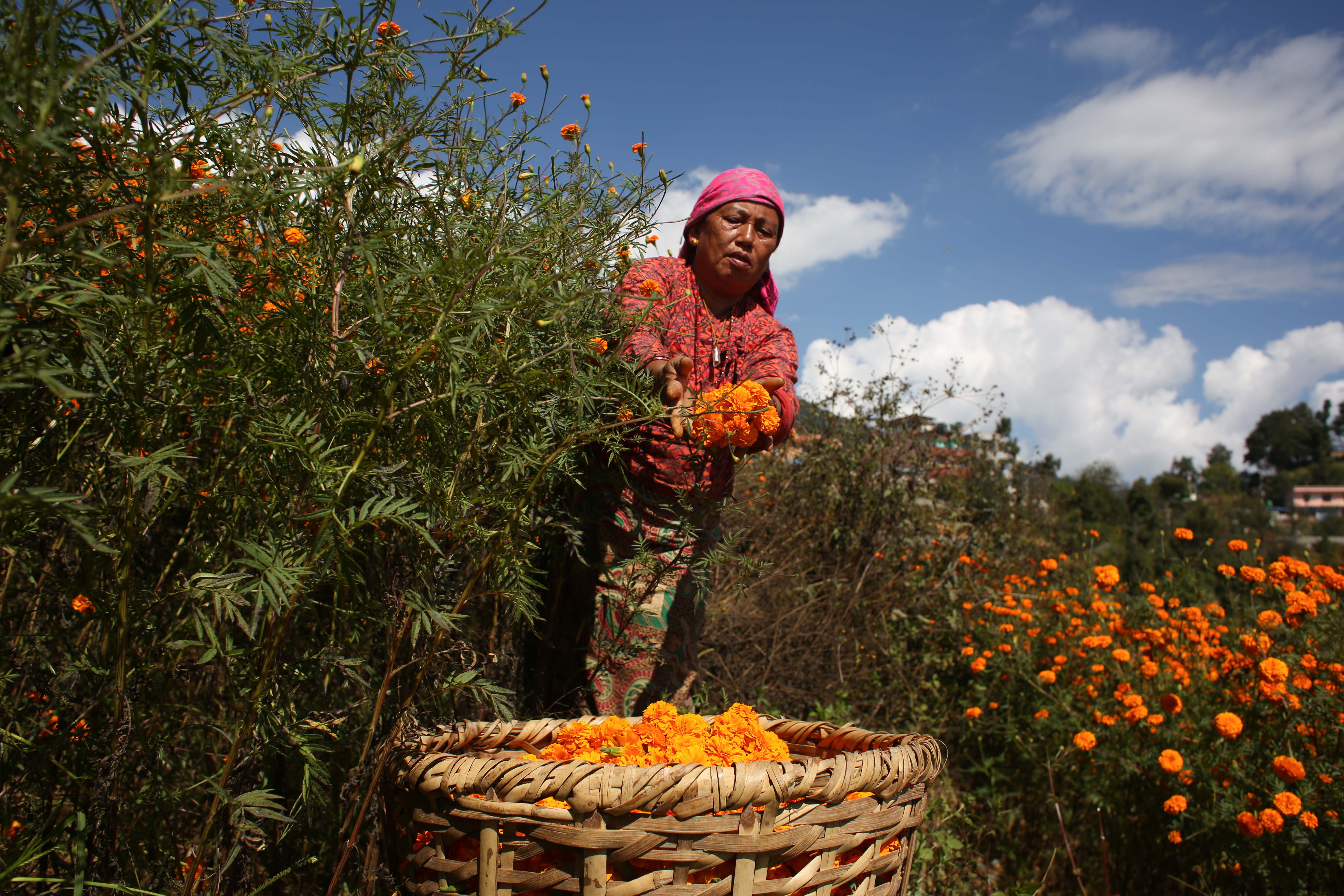 Marigold-Flower-492-1730264589.jpg