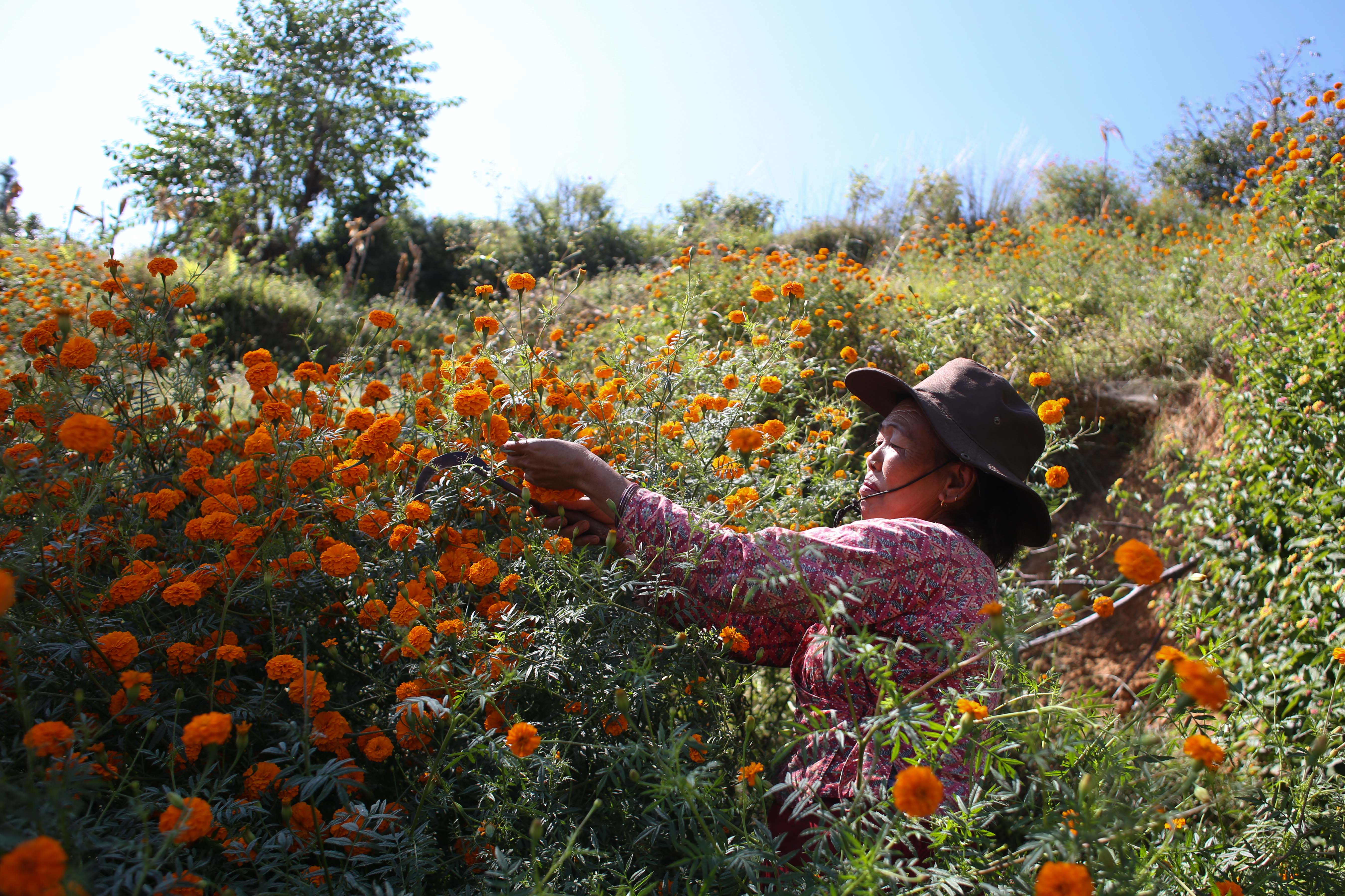 Marigold-Flower-495-1730264596.jpg