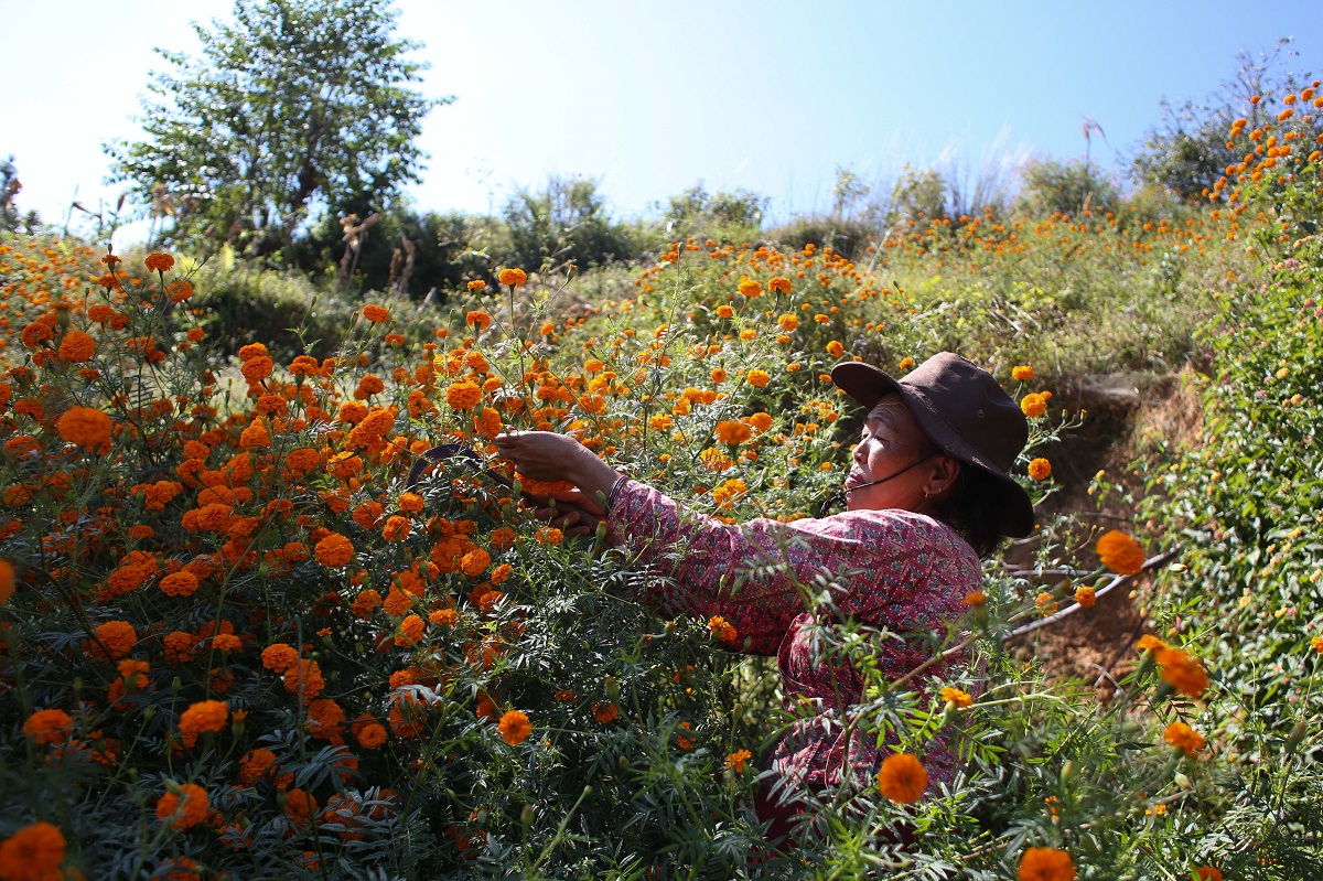 Marigold-Flower-495-1730264970.jpg