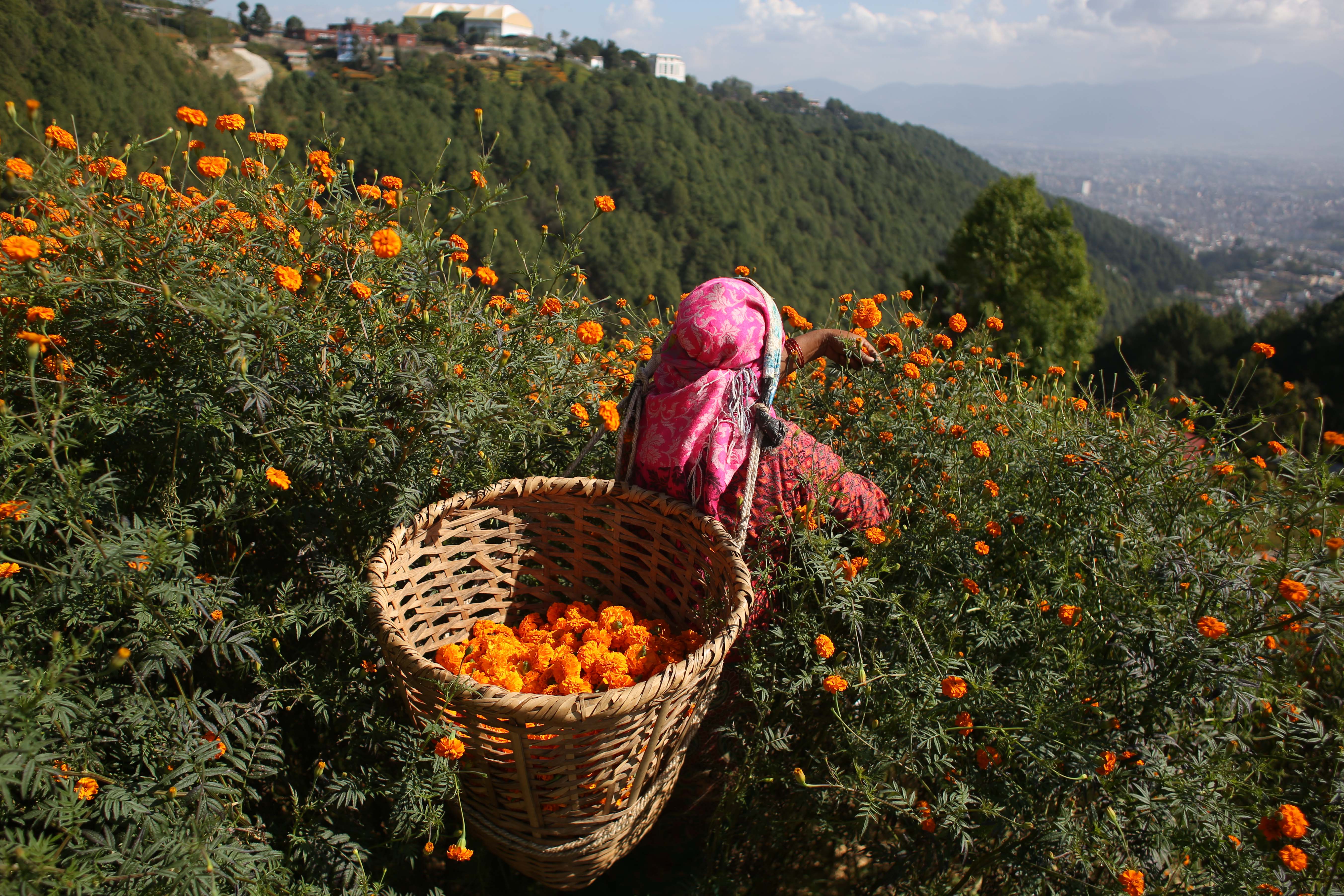 Marigold-Flower-496-1730264599.jpg