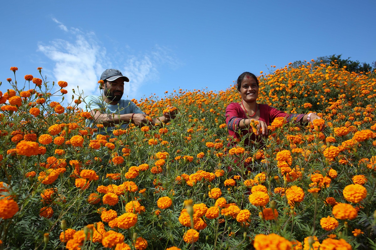 Marigold-Flower-499-1730264972.jpg