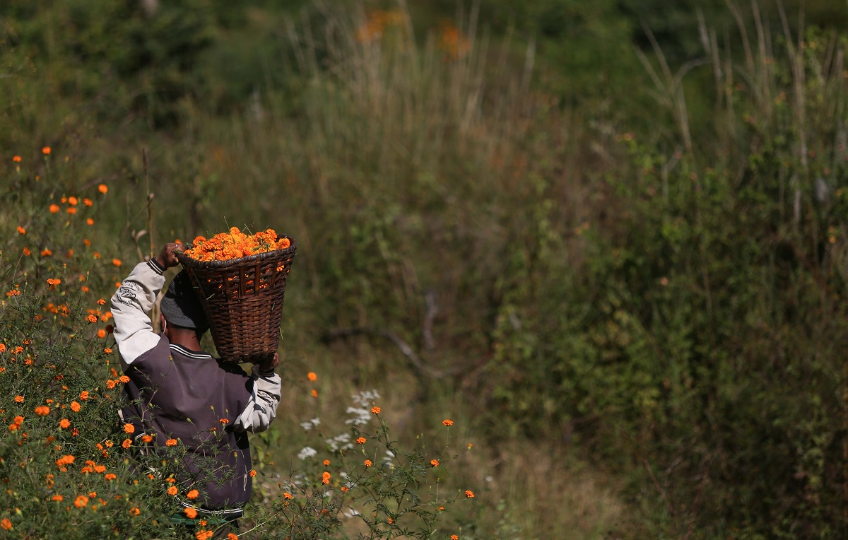 Marigold-Flower-501-1730264975.jpg