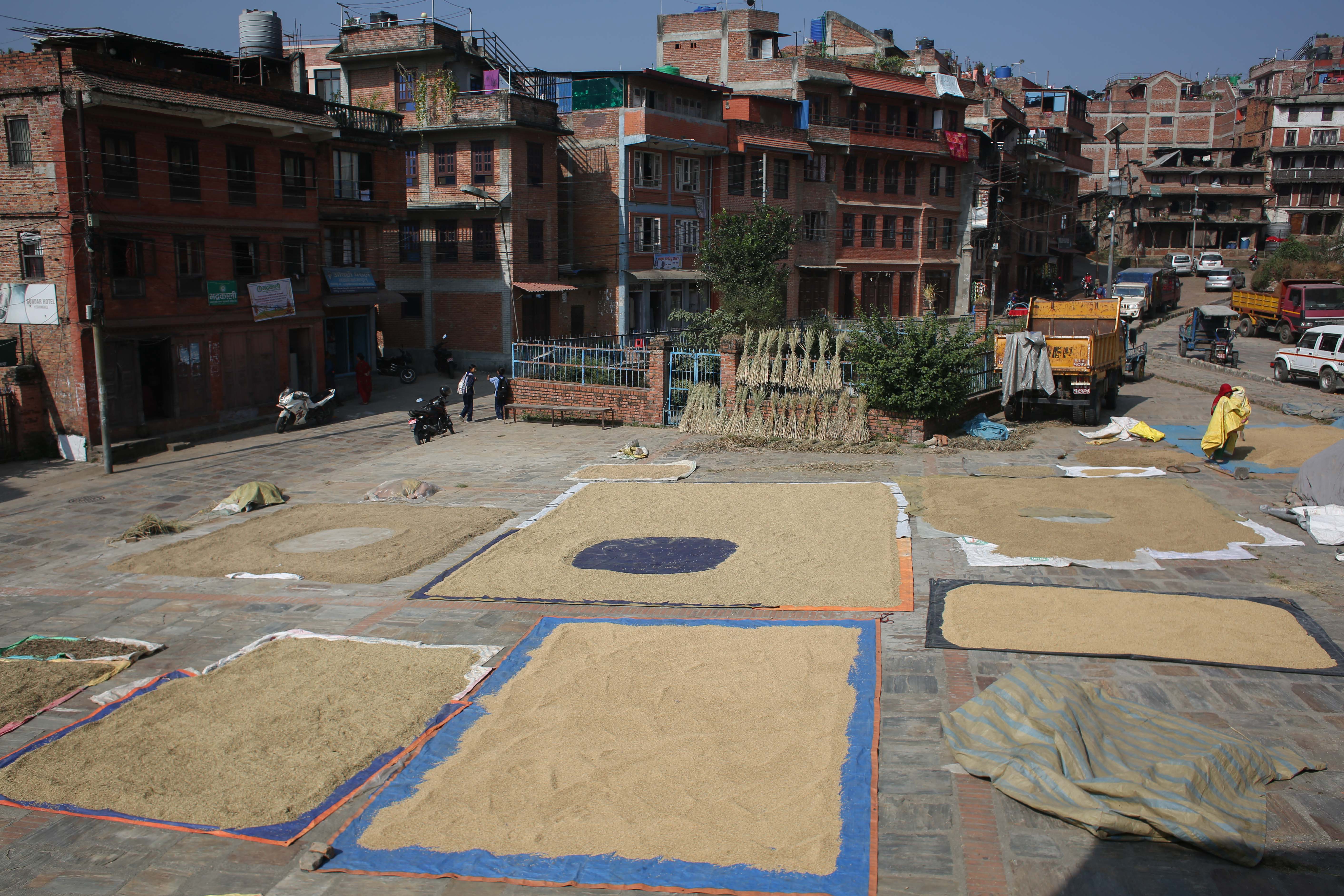 bhaktapur-dhan-(4)-1729660861.jpg