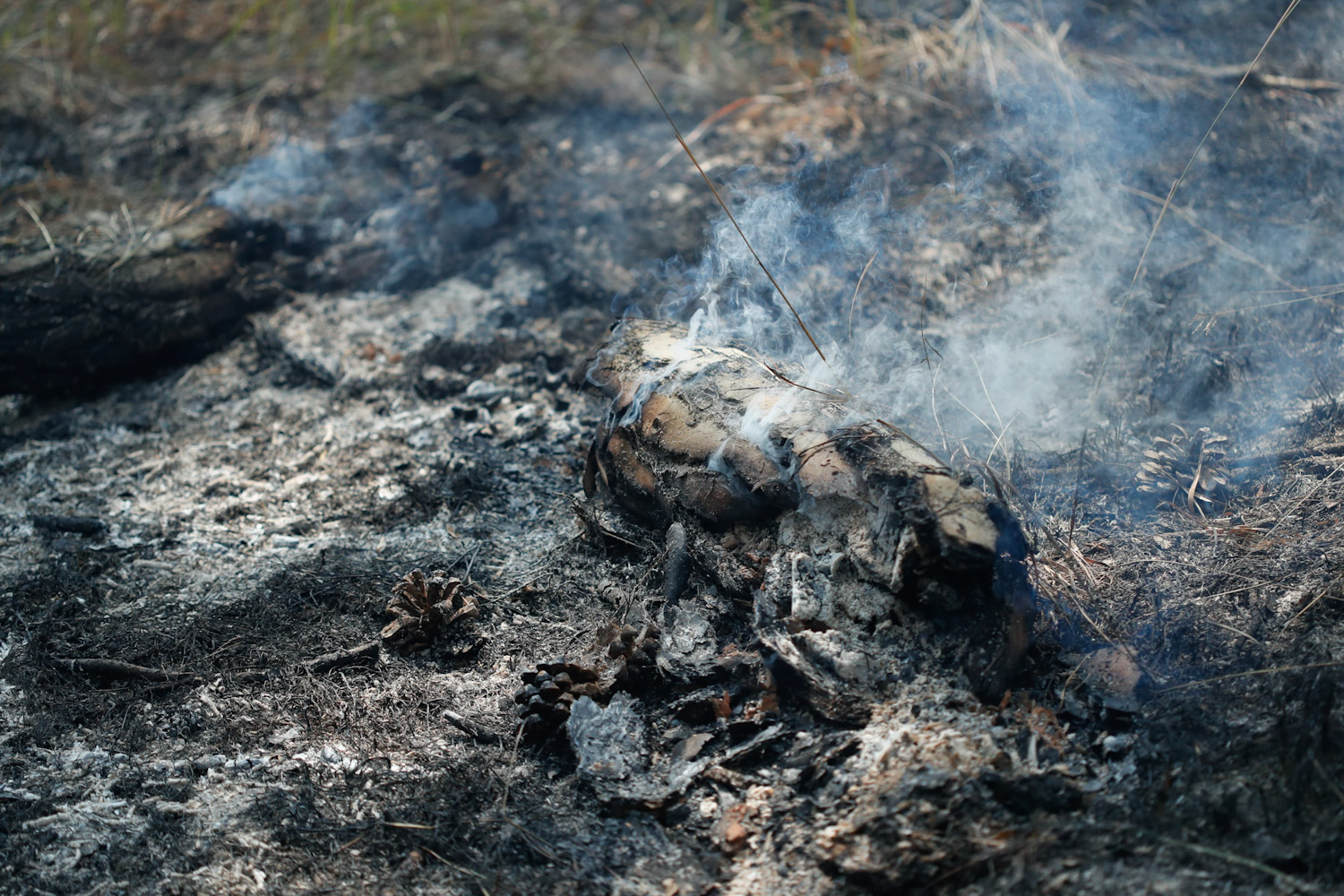 fire-at-jungle-Nepal--photo-library-01-1740029987.jpg