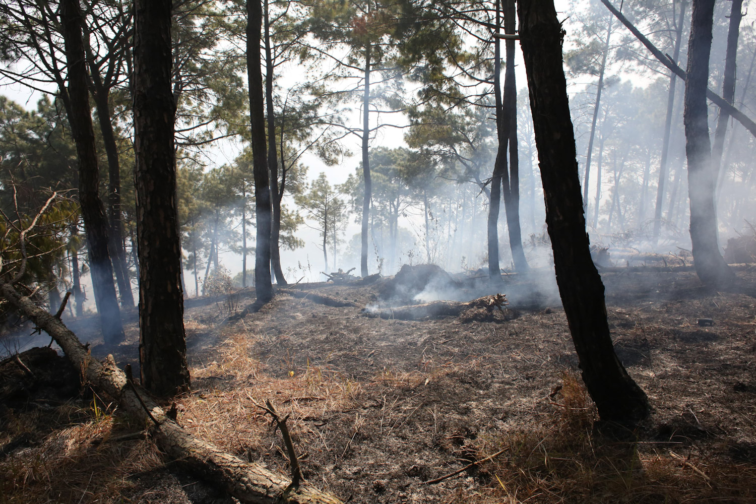 fire-at-jungle-Nepal--photo-library-02-1740029987.jpg