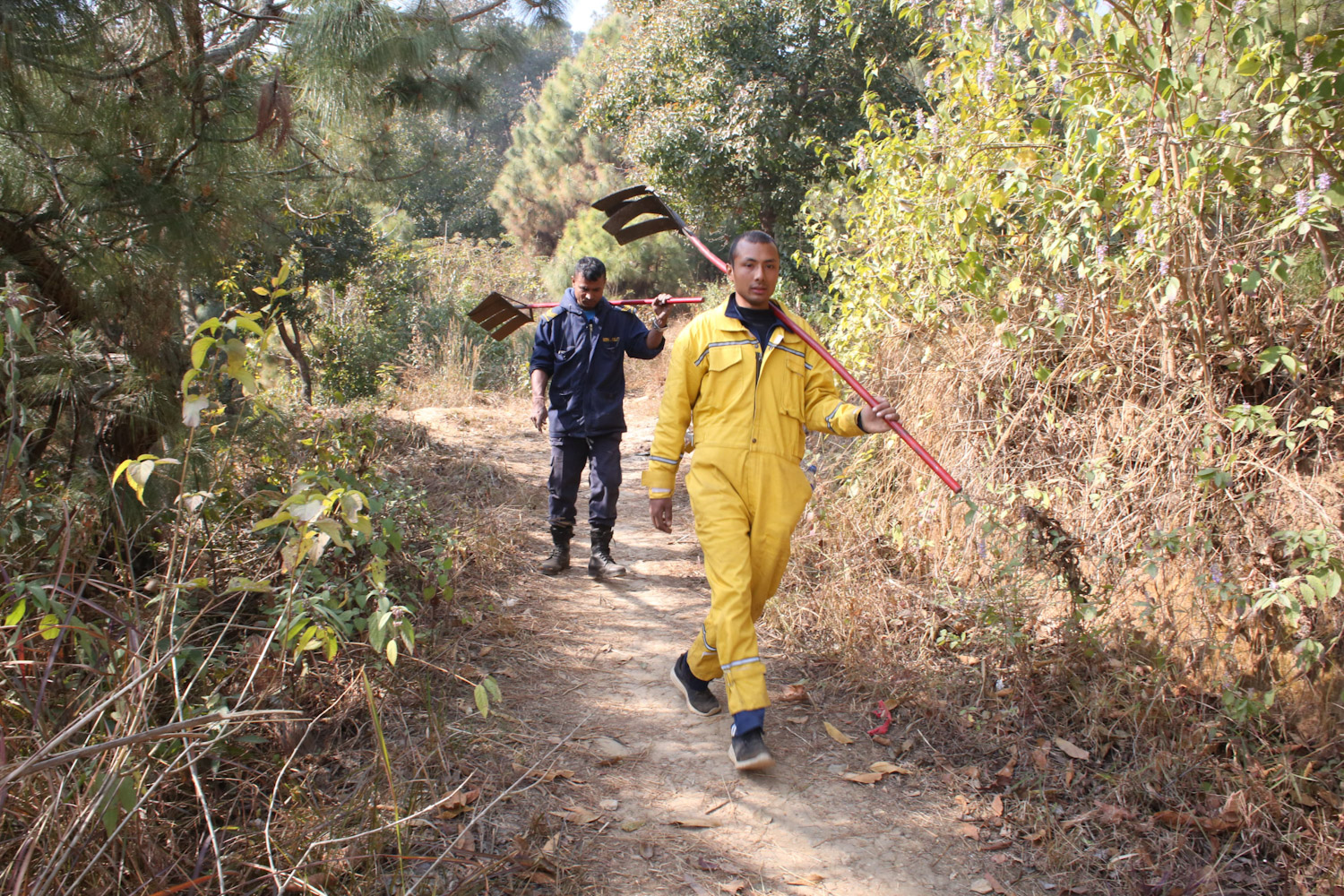 fire-at-jungle-Nepal--photo-library-03-1740029988.jpg