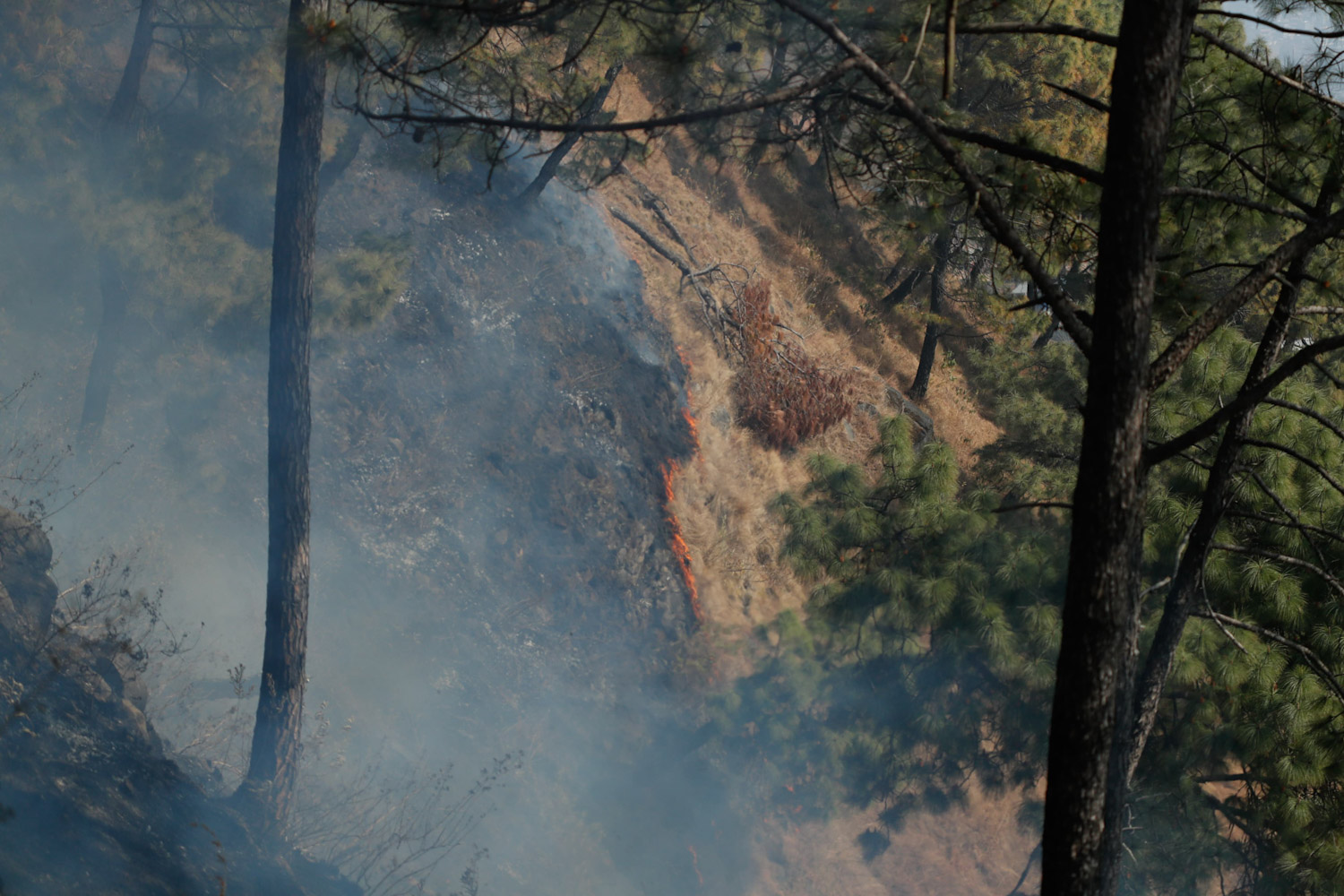 fire-at-jungle-Nepal--photo-library-05-1740029988.jpg