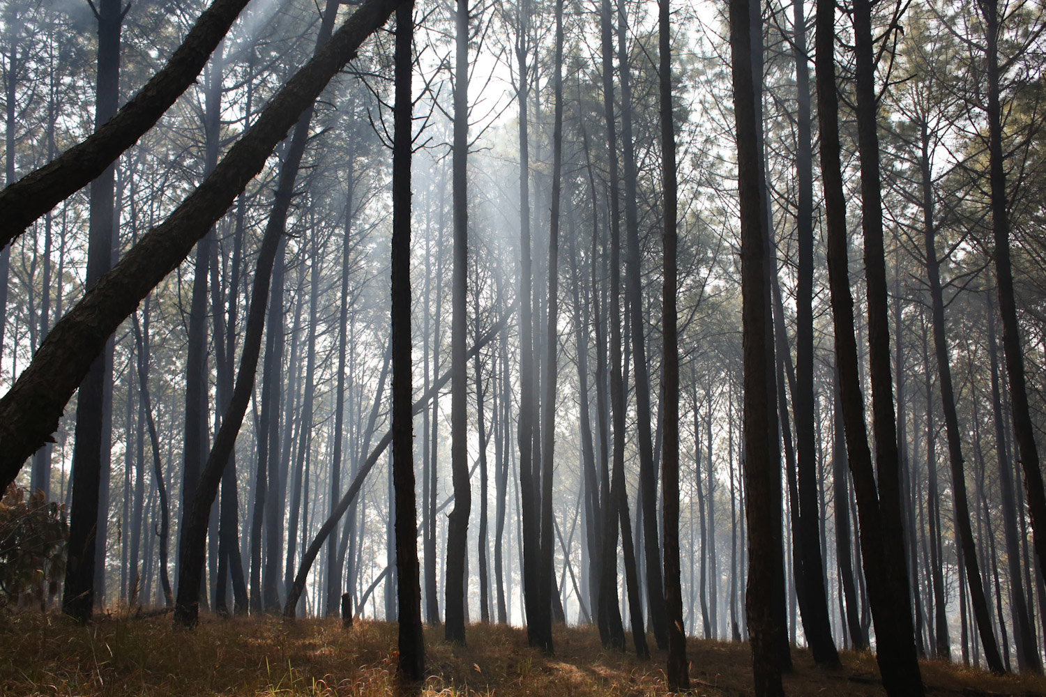 fire-at-jungle-Nepal--photo-library-06-1740029990.jpg