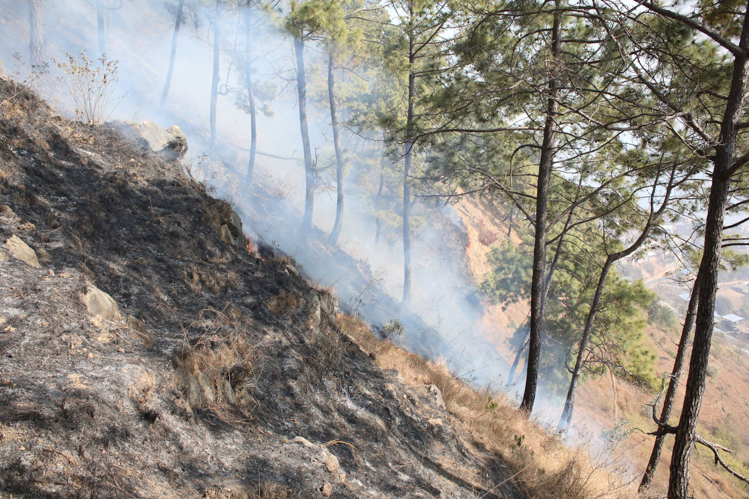 fire-at-jungle-Nepal--photo-library-07-1740029990.jpg