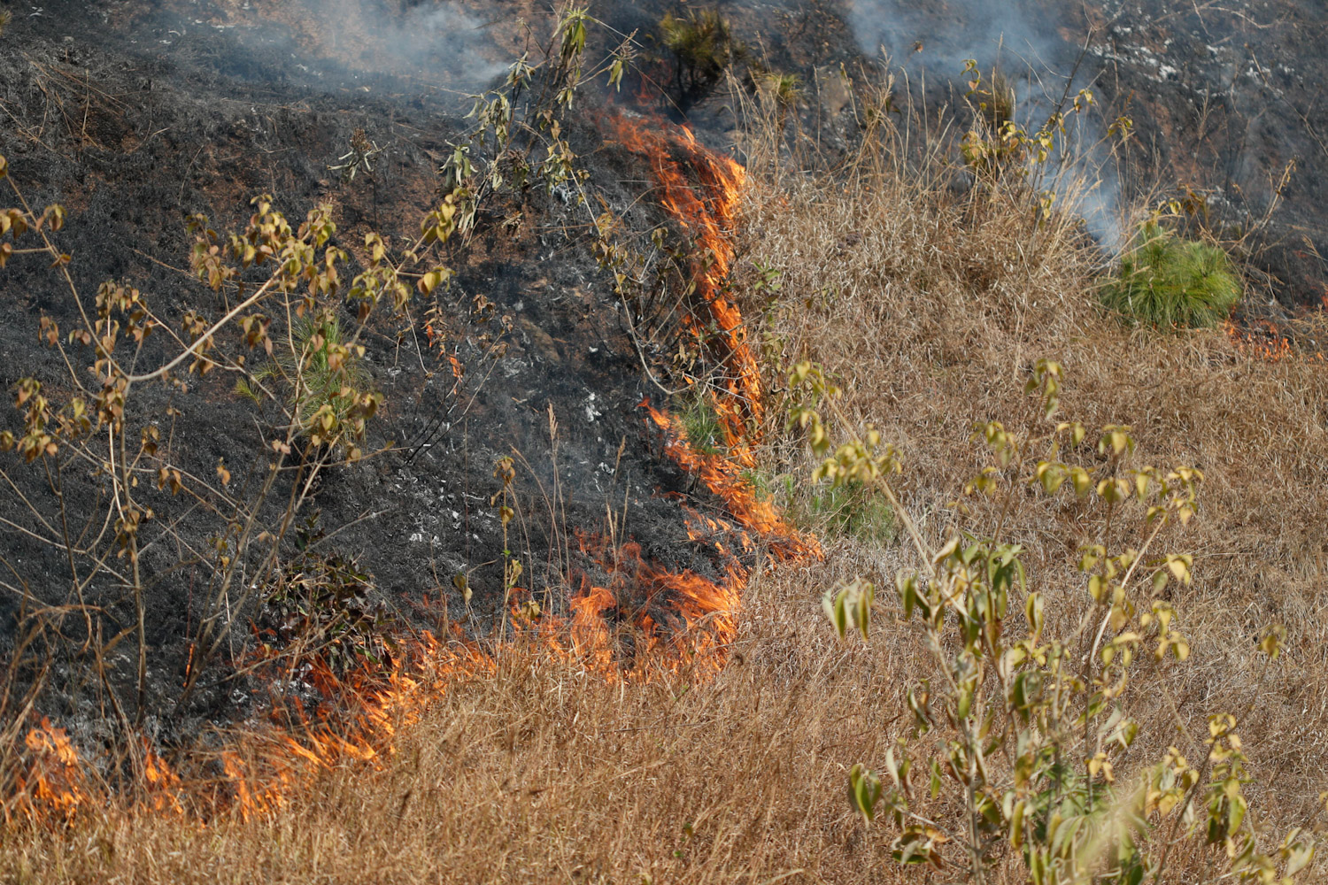 fire-at-jungle-Nepal--photo-library-08-1740029990.jpg