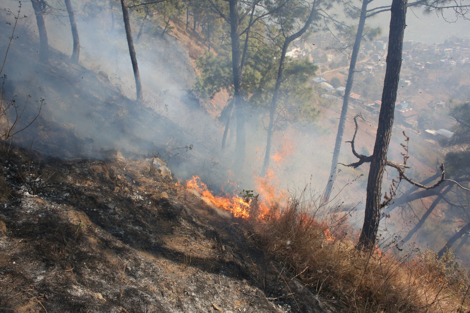 fire-at-jungle-Nepal--photo-library-09-1740029991.jpg